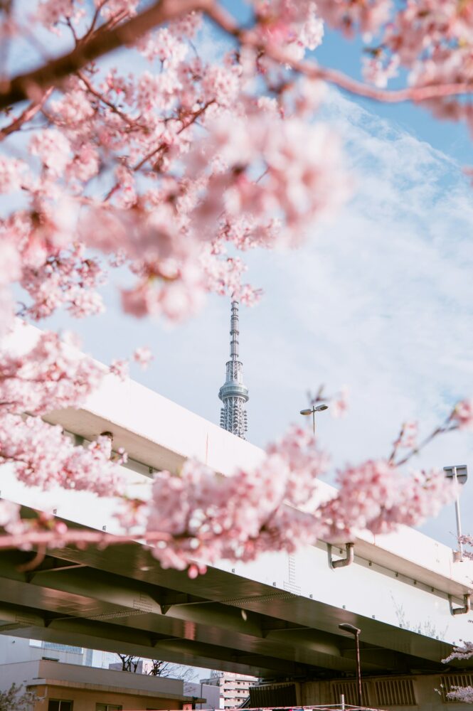 Hanami in Giappone: la magia dei ciliegi in fiore