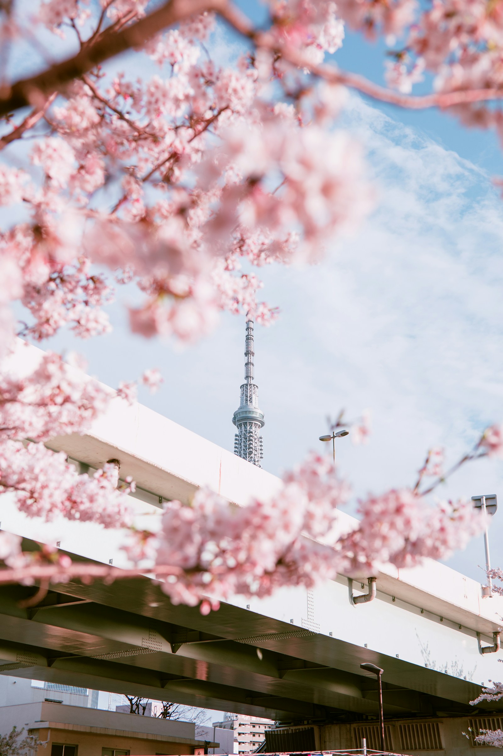 Hanami in Giappone: la magia dei ciliegi in fiore